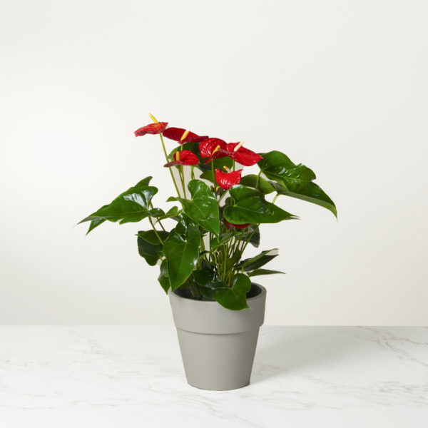 Una planta tropical con flores rojas