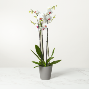 Una planta de orquídea blanca